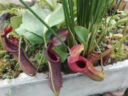 Rallidje 2017 - Serres du Jardin Botanique