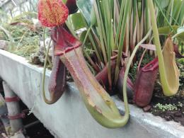 Rallidje 2017 - Serres du Jardin Botanique